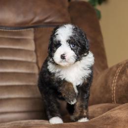 Truffle - Tri-color female Bernedoodle puppy in Youngstown, Florida from Wonderland’s Boujie Kennels
