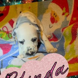 Glinda - White and black female Dalmatian puppy in Las Vegas, Nevada from 101 Dew Dream Valley Dalmatians
