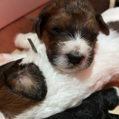 Saint Berdoodle Puppies from Darling St Berdoodles