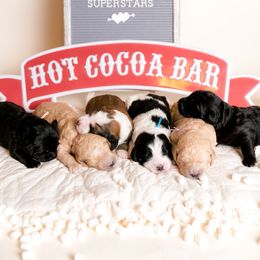 Bernedoodle Puppies from Sugarcreek Haven Bernedoodles