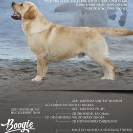 Labrador Retrievers from Geronimo Labradors