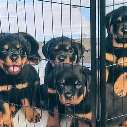 Rottweilers from One Time Breeding