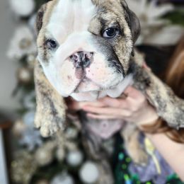 Bulldog Puppies from Copsey's Bulldogs
