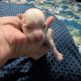Girl 1 - White female Pomsky puppy in Spring Hill, Florida from www.PuppyTimeEmporium.com