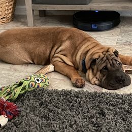 Chinese Shar-Pei Puppies from Sunspire Shar-Pei