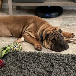 Chinese Shar-Pei Puppies from Sunspire Shar-Pei