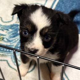 Pie - Black tri female Miniature Australian Shepherd puppy in Buchanan, Georgia from Stanleyville Farm Mini Aussies