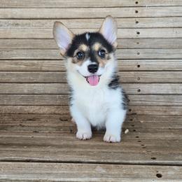 Tilly - Black and tan female Pembroke Welsh Corgi puppy in Anton, Texas from X Bar's Lil Legs of Texas
