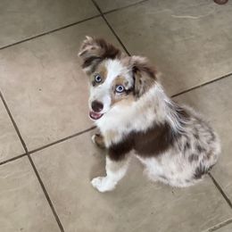 Toy Australian Shepherds from Kennard Ranch Pups