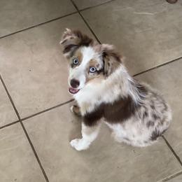 Toy Australian Shepherds from Kennard Ranch Pups