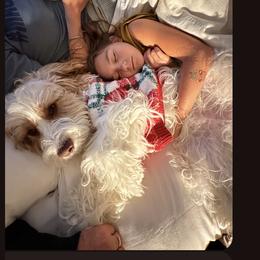 Cavapoo All Grown Up from WW Cavapoos