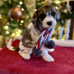 Mica - Merle female Bernedoodle puppy in Royse City, Texas from Platinum Bernedoodles of Texas