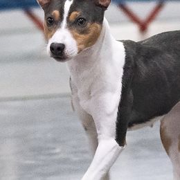 Rat Terriers from Meraki Rat Terriers