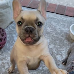 French Bulldogs from Stacy's Low Country French Bulldogs
