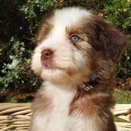 Bernedoodle and Aussiedoodle Puppies from Lillybee