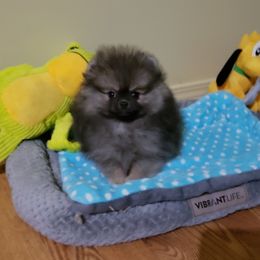 Gizmo - Wolf sable male Pomeranian puppy in Woodridge, Illinois from Forever Pomeranians