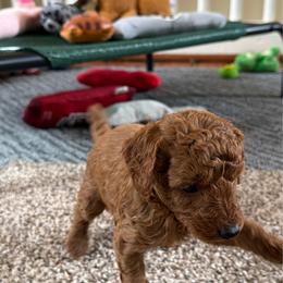 Nova - Red  female Poodle puppy in Colerain, North Carolina from Lisa's Poodles