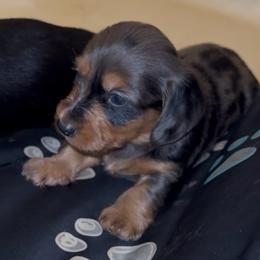 Chumsley SILKY WIREHAIR - Dapple male Dachshund puppy in Duncan, Arizona from Bootheel Doxies