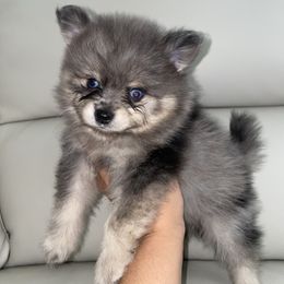 Pomeranian Puppies from Furever Blessed