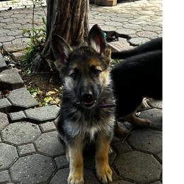 Gemma - Black and tan female German Shepherd puppy in Yuba City, California from Barton’s German Shepherds