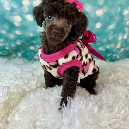 Asia - Brown female Poodle puppy in Newcomerstown, Ohio from Sheri’s Lil Angel’s