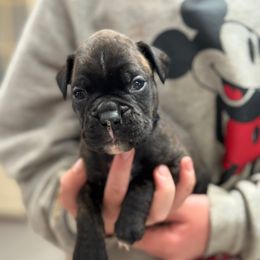 Azul - Male - Brindle male Boxer puppy in Madras, Oregon from BnT Boxers