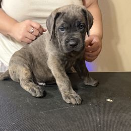 Boy 5 - male Cane Corso puppy in East End, Arkansas from Kyrell Johnson