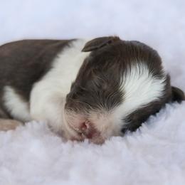Boy 2 - male Labradoodle puppy in Crete, Nebraska from Doodles & Co