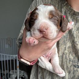 Beau - Liver white and tan male English Springer Spaniel puppy in Lincoln, Texas from LeeCo. Springers