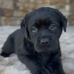 Girl 2 - Black female Labrador Retriever puppy in Chapel Hill, Tennessee from Pure Heaven Labs