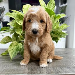 White - Apricot male Goldendoodle puppy in Bakersfield, California from Lavish Doodles
