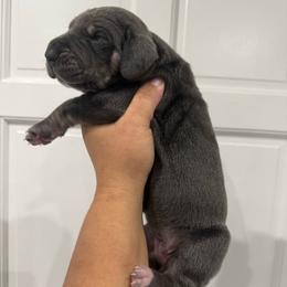 Lainey Wilson - Blue female Great Dane puppy in Florida from Beachside Kennels