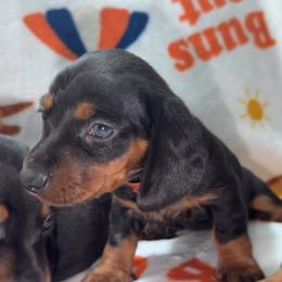 Red - Black and tan female Dachshund puppy in Bakersfield, California from KC Doxies