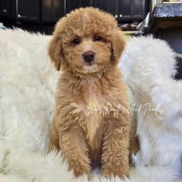 Cove - Yellow and white male Bernedoodle puppy in Cleveland, Georgia from Jam's Doodles And Poodles