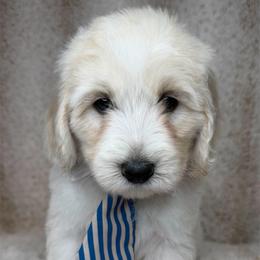 Zephyr - Caramel cream male Australian Labradoodle puppy in Upland, California from Kings Labradoodles
