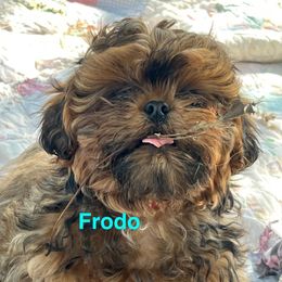 Frodo - Red and tan male Shih Tzu puppy in Bloomfield, Indiana from Meihem Pups