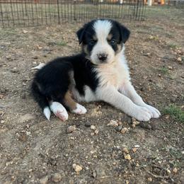 Boy 1 - male Border Collie puppy in Austin, Texas from Abundant Life Ranch Border Collies