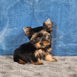 Male pup - Black and gold male Yorkshire Terrier puppy in Polk City, Florida from Yorkies by Casey
