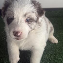 Australian Shepherd Puppies from White Oak Aussies