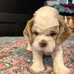 Orange collar boy - Red and white male Cocker Spaniel puppy in Boca Raton, Florida from Gold-Coast Cockers