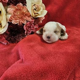 Girl 4 - Blenheim Cavalier King Charles Spaniel puppy in Stilwell, Oklahoma from Parker's Pups