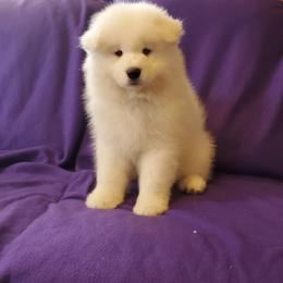 Samoyed Puppies from Limelight Samoyeds
