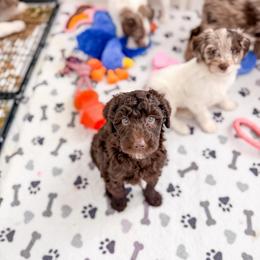 Biscuit - Chocolate male Goldendoodle puppy in Greencastle, Indiana from Willow & Co.