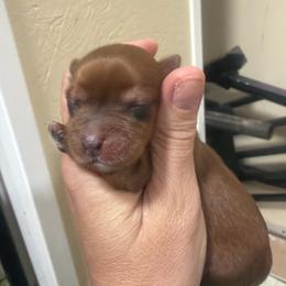 Gable - Chocolate female Morkie puppy in Winston Salem, North Carolina from Patty’s Paws