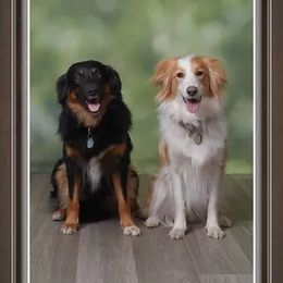 English Shepherd puppies from Tranquil Morning Farm