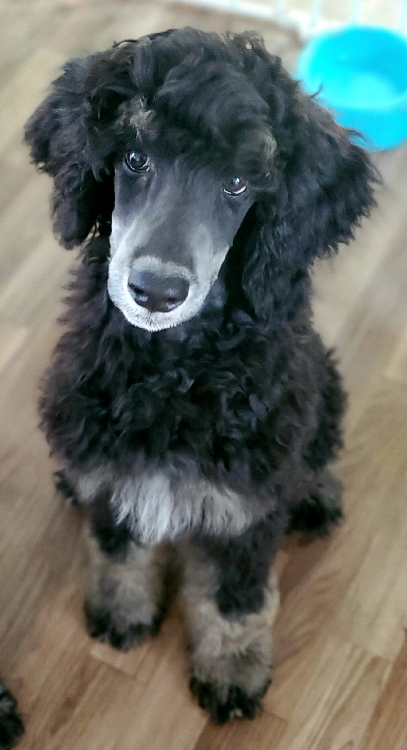 Pip - Poodle puppy in Manchester, Missouri from Perfect Poodles and Doodles LLC