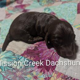 Boy 1 - Chocolate and tan male Dachshund puppy in Winchester, Idaho from Mission Creek Dachshunds
