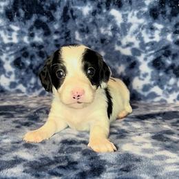 Purple collar - Piebald male Dachshund puppy in Poteau, Oklahoma from Sisters Dazzling Dachshunds