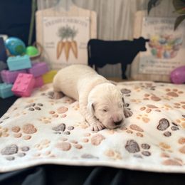 Golden Retriever Puppies from Sunshine Mountain Retrievers