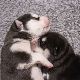 "Past puppies (Jigs X Naava)" Siberian Husky Puppies from Ivie Huskies